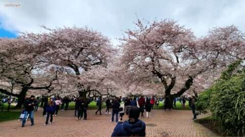 University of Washington Iconic cherry blossoms | Cherry Blossoms – Vedics