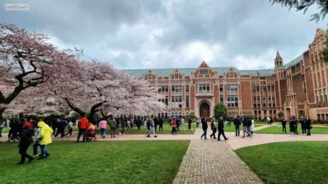 University of Washington Iconic cherry blossoms | Cherry Blossoms – Vedics